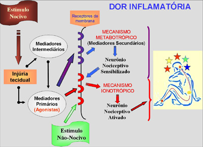 Fisiologia Do Processo Inflamatório, PDF, Inflamação