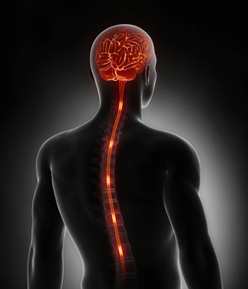 Imagem: https://escolakids.uol.com.br/ciencias/medula-espinhal.htm