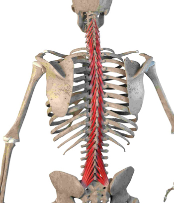 Imagem: https://www.itcvertebral.com.br/musculos-multifidos-funcoes-lesoes-e-exercicios/