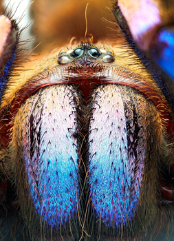 Imagem: https://www.nationalgeographicbrasil.com/animais/2023/09/conheca-uma-nova-especie-de-tarantula-que-e-azul-vibrante